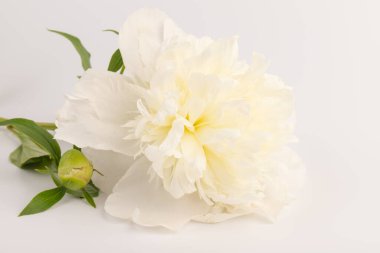 Güzel beyaz şakayık, arka planda izole edilmiş. Detaylı çekim, romantik arka plan.