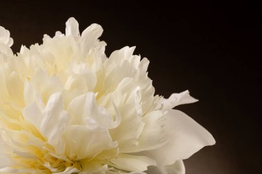 Güzel beyaz şakayık koyu arkaplanda izole edilmiş, detaylı çekim, romantik arka plan