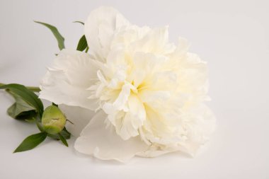 Güzel beyaz şakayık, arka planda izole edilmiş. Detaylı çekim, romantik arka plan.