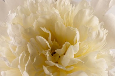 Güzel beyaz şakayık koyu arkaplanda izole edilmiş, detaylı çekim, romantik arka plan