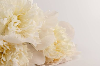 Güzel beyaz şakayık, arka planda izole edilmiş. Detaylı çekim, romantik arka plan.