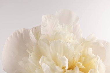 Güzel beyaz şakayık, arka planda izole edilmiş. Detaylı çekim, romantik arka plan.