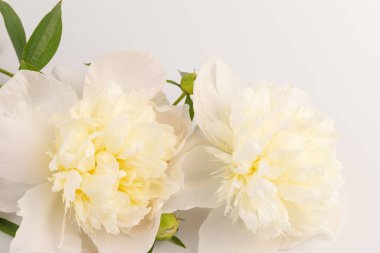 Güzel beyaz şakayık, arka planda izole edilmiş. Detaylı çekim, romantik arka plan.