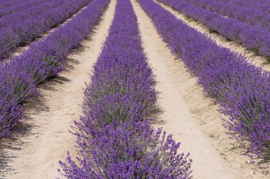 Güneşli bir günde güzel lavanta tarlaları. Lavanta kokulu çiçekler.. 