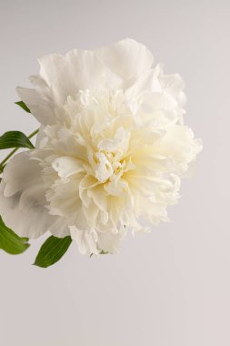 Güzel beyaz şakayık, arka planda izole edilmiş. Detaylı çekim, romantik arka plan.