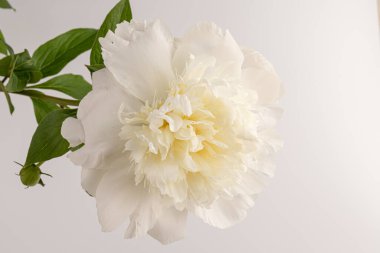 Güzel beyaz şakayık, arka planda izole edilmiş. Detaylı çekim, romantik arka plan.