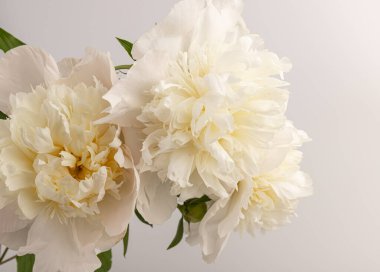 Güzel beyaz şakayık, arka planda izole edilmiş. Detaylı çekim, romantik arka plan.