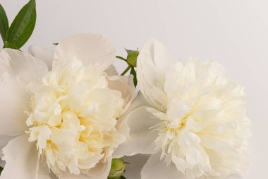 Güzel beyaz şakayık, arka planda izole edilmiş. Detaylı çekim, romantik arka plan.