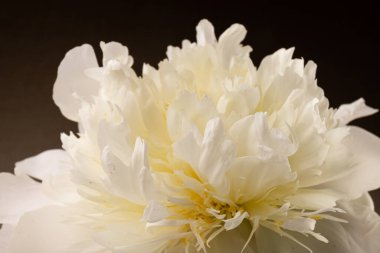 Güzel beyaz şakayık koyu arkaplanda izole edilmiş, detaylı çekim, romantik arka plan