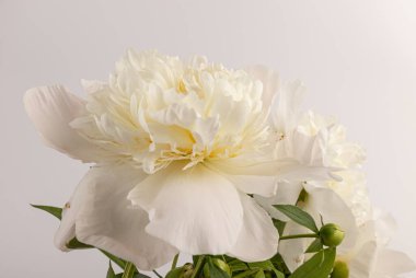 Güzel beyaz şakayık, arka planda izole edilmiş. Detaylı çekim, romantik arka plan.