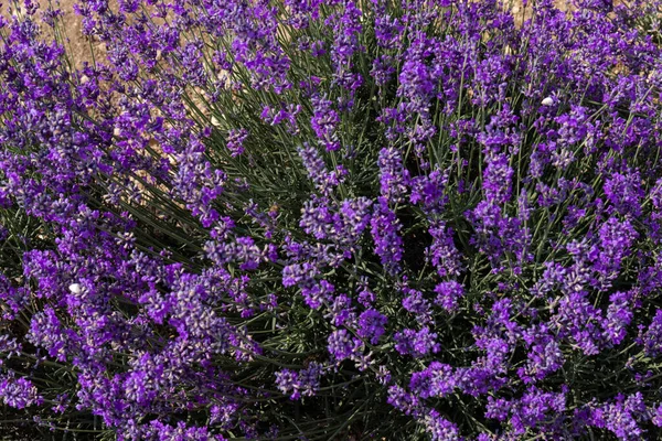 Hermosos Campos Lavanda Día Soleado Flor Lavanda Flores Perfumadas —  Fotos de Stock