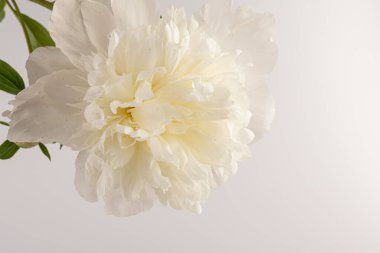 Güzel beyaz şakayık, arka planda izole edilmiş. Detaylı çekim, romantik arka plan.