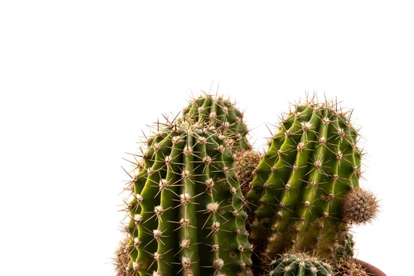 Hermoso Cactus Planta Suculenta Maceta Aislada Sobre Fondo Blanco Esta — Foto de Stock