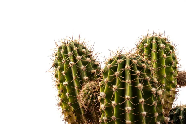 Magnifique Cactus Plante Succulente Pot Isolé Sur Fond Blanc Cette — Photo