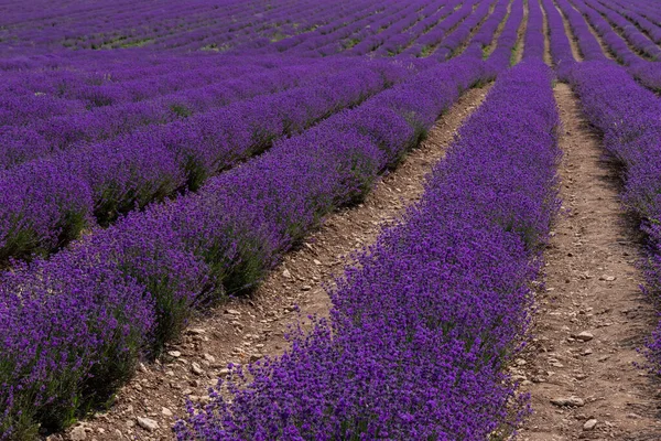 Hermosos Campos Lavanda Día Soleado Flor Lavanda Flores Perfumadas —  Fotos de Stock