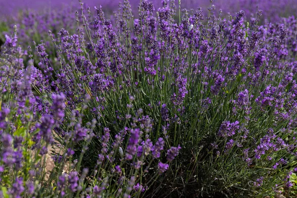 Hermosos Campos Lavanda Día Soleado Flor Lavanda Flores Perfumadas —  Fotos de Stock