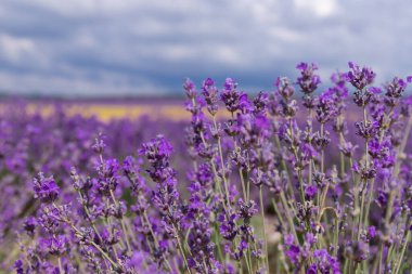 Güneşli bir günde güzel lavanta tarlaları. Lavanta kokulu çiçekler.. 