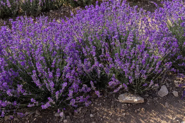 Beaux Champs Lavande Par Une Journée Ensoleillée Fleurs Parfumées Lavande — Photo