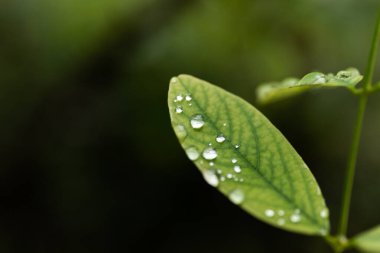 su damlaları, makro, doğa arka plan ile yaprak yeşil