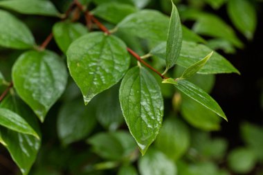 su damlaları, makro, doğa arka plan ile yaprak yeşil