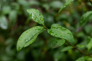 su damlaları, makro, doğa arka plan ile yaprak yeşil