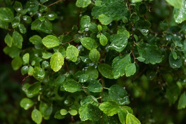 su damlaları, makro, doğa arka plan ile yaprak yeşil