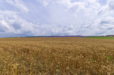 Buğday tarlası ve gökyüzünde güneş
