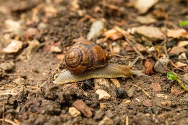 Üzüm salyangozu Helix Pomatia yerde sürünüyor. Yağmurdan sonra kabuklu bir salyangoz.