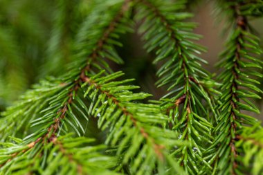 Bahar yağmurundan sonra su damlalarıyla parlak yeşil renkli ladin iğneleri. Köknar ağacının dalında yağmur damlaları var. Taze yeşil ladin iğnelerinin küçük yağmur damlalarıyla makro fotoğrafları