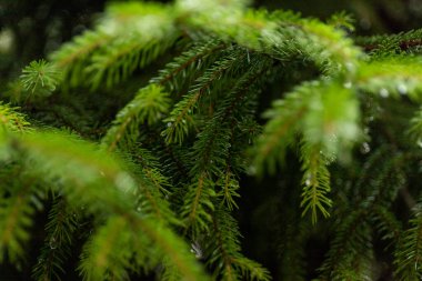 Bahar yağmurundan sonra su damlalarıyla parlak yeşil renkli ladin iğneleri. Köknar ağacının dalında yağmur damlaları var. Taze yeşil ladin iğnelerinin küçük yağmur damlalarıyla makro fotoğrafları