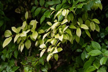su damlaları, makro, doğa arka plan ile yaprak yeşil