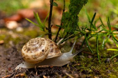 Üzüm salyangozu Helix Pomatia yerde sürünüyor. Yağmurdan sonra kabuklu bir salyangoz.