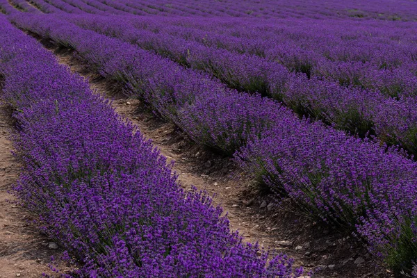 Hermosos Campos Lavanda Día Soleado Flor Lavanda Flores Perfumadas —  Fotos de Stock