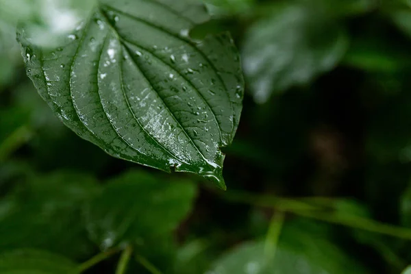 Hoja Verde Con Gotas Agua Macro Fondo Natural — Foto de Stock