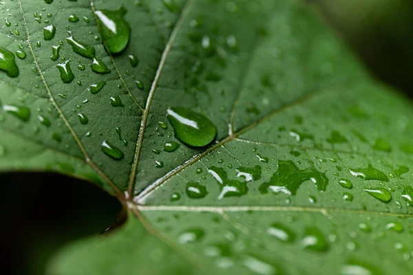 Зеленый Лист Капельками Воды Макро Природный Фон — стоковое фото