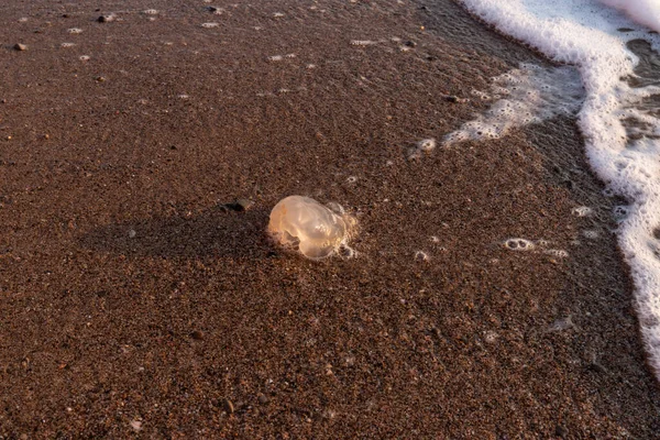 Large Jellyfish Lies Shore Beach — Stock Photo, Image