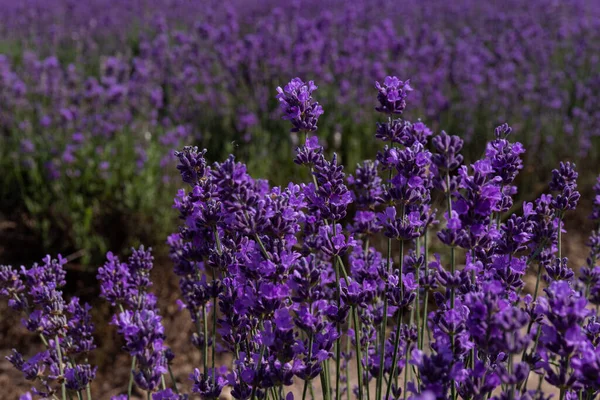 Hermosos Campos Lavanda Día Soleado Flor Lavanda Flores Perfumadas —  Fotos de Stock