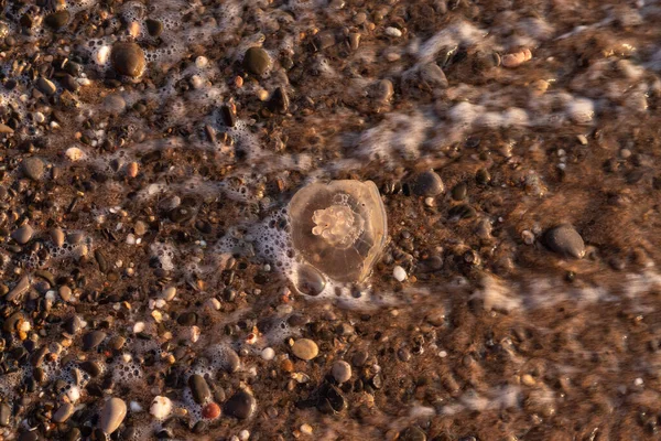 Велика Медуза Лежить Березі Пляжу — стокове фото