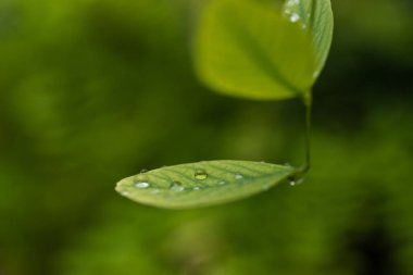 su damlaları, makro, doğa arka plan ile yaprak yeşil