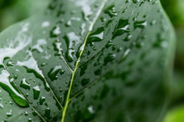 su damlaları, makro, doğa arka plan ile yaprak yeşil