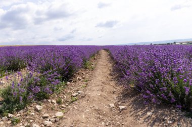 Güneşli bir günde güzel lavanta tarlaları. Lavanta kokulu çiçekler.. 