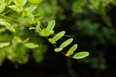su damlaları, makro, doğa arka plan ile yaprak yeşil