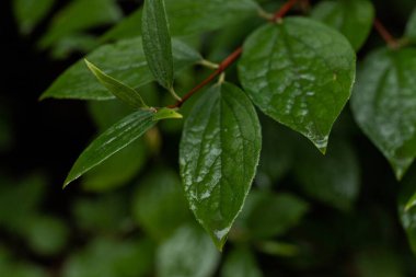 su damlaları, makro, doğa arka plan ile yaprak yeşil