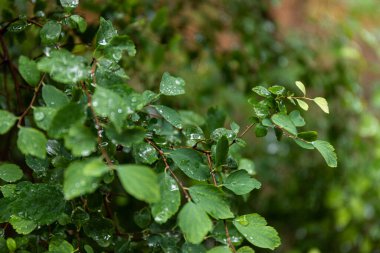 su damlaları, makro, doğa arka plan ile yaprak yeşil
