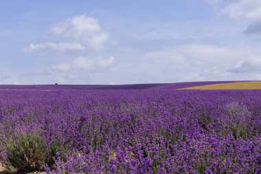 Güneşli bir günde güzel lavanta tarlaları. Lavanta kokulu çiçekler.. 