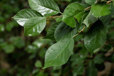 su damlaları, makro, doğa arka plan ile yaprak yeşil