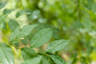 su damlaları, makro, doğa arka plan ile yaprak yeşil