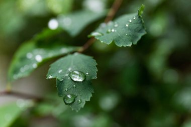 su damlaları, makro, doğa arka plan ile yaprak yeşil