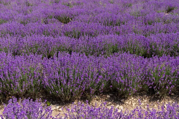 Hermosos Campos Lavanda Día Soleado Flor Lavanda Flores Perfumadas —  Fotos de Stock