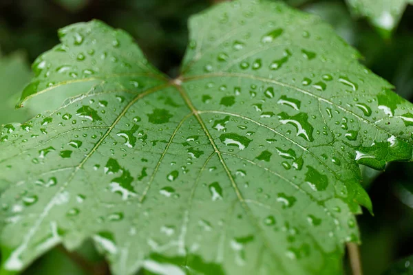 Folha Verde Com Gotas Água Macro Fundo Natureza — Fotografia de Stock